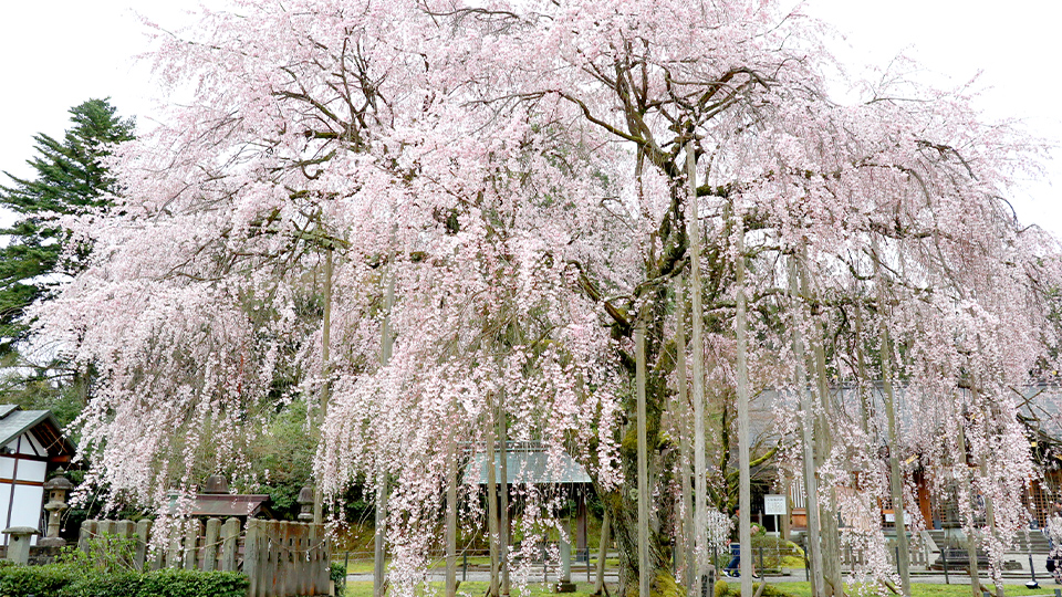 Asuwa Shrine